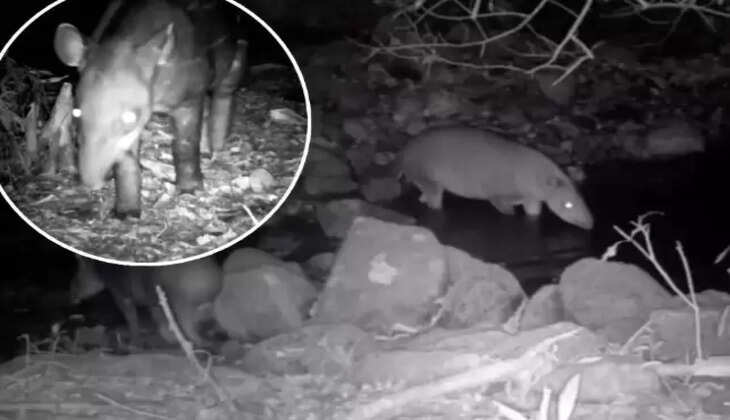  டாபிர் இனம்