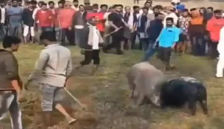  பன்றி சண்டை