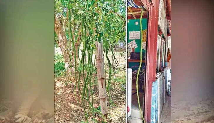 முருங்கைக்காய்