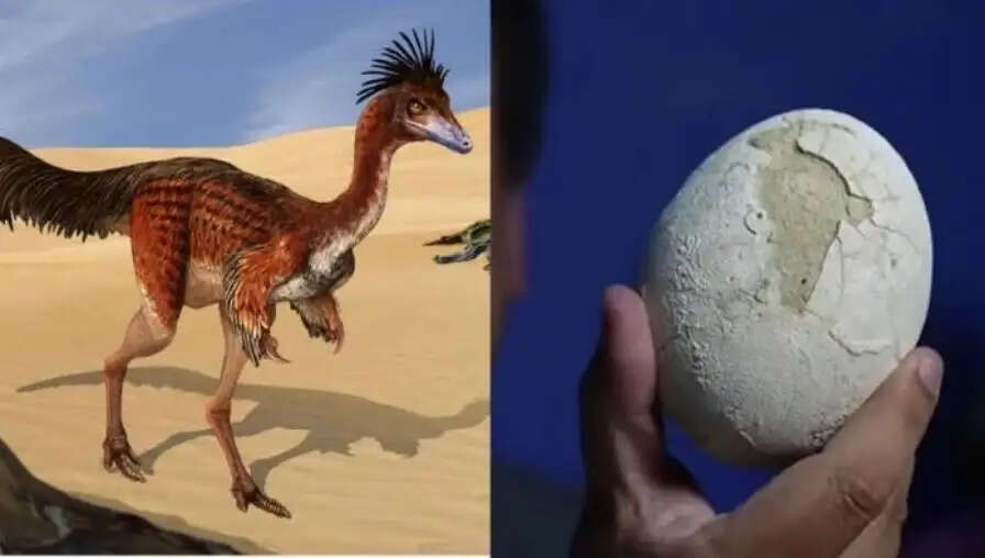 டைனோசர் முட்டை