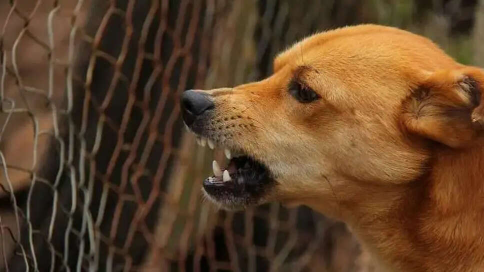 வெறி நாய்&nbsp;