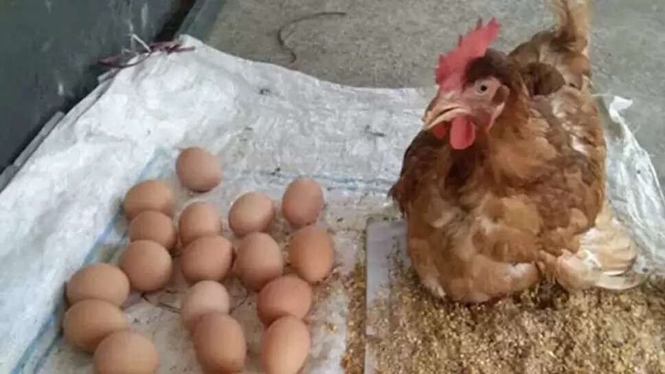 அதிசய கோழி