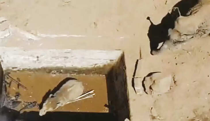 குட்டி யானை