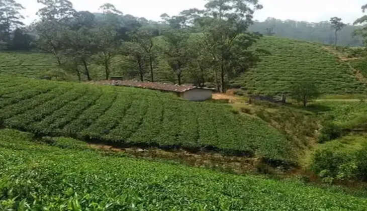 மாஞ்சோலை