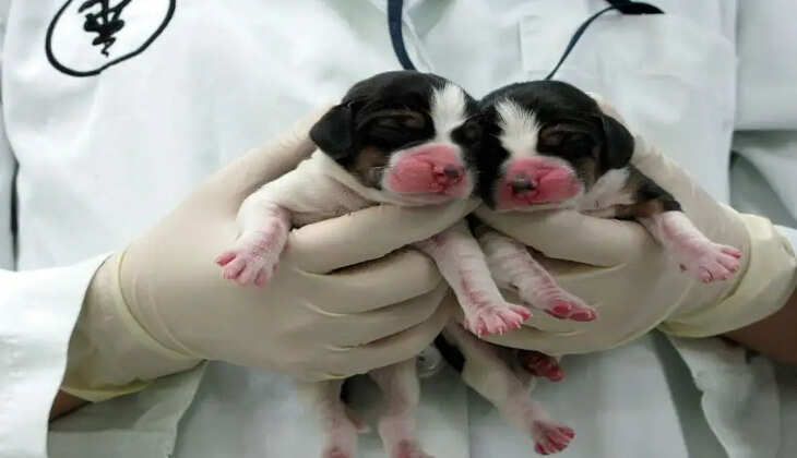 உயிரிழந்த நாய் மீண்டும் உயிர்ப்புடன்... சினிமாவை மிஞ்சும் நிஜ அறிவியல் !