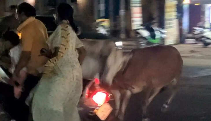 &nbsp;ஸ்கூட்டர் மீது மாடுகள் முட்டியதில் குழந்தையோடு கீழே விழுந்த தம்பதியர்