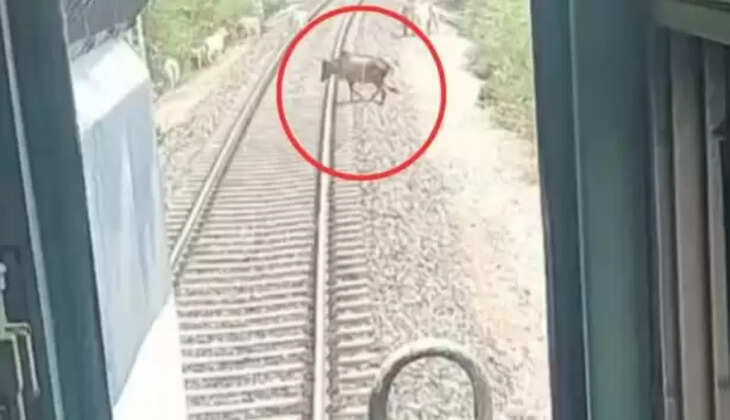 கன்றுக்குட்டி 