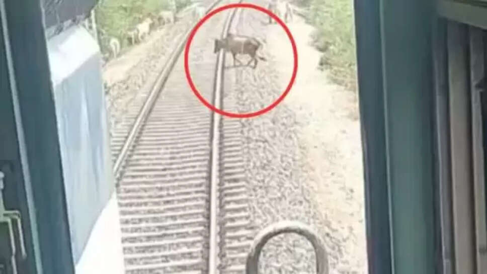 கன்றுக்குட்டி&nbsp;