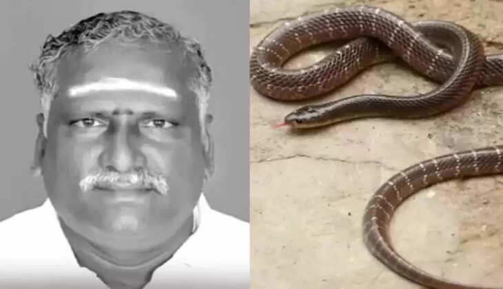 பாம்பு கொலை