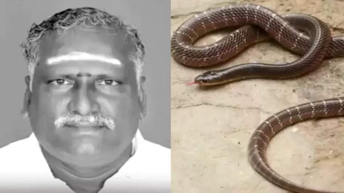 பாம்பு கொலை