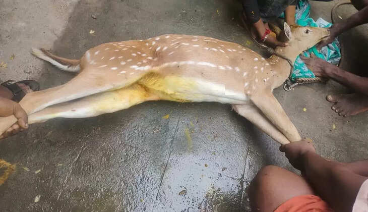 கும்பகோணம் : காயத்துடன் சுற்றிய மானை மீட்டு வனத்துறையினர் சிகிச்சை