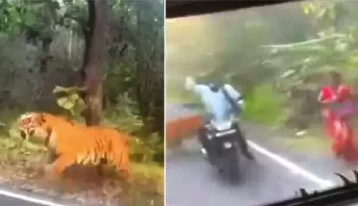 பாய்ந்த புலி