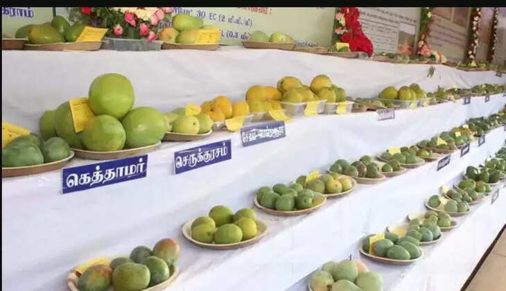 மாங்கனி கண்காட்சி