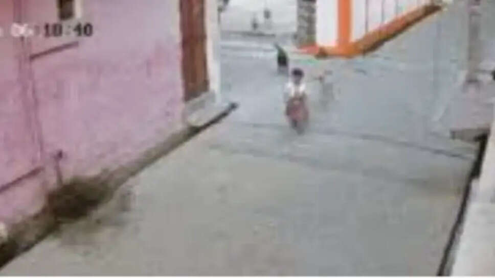 நாய்