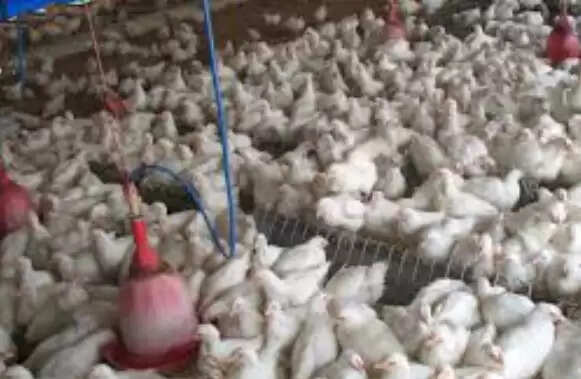 கோழிகள்