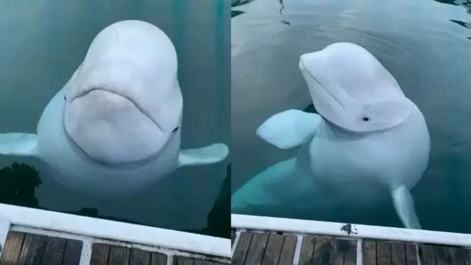 ரஷ்யா திமிங்கலம்