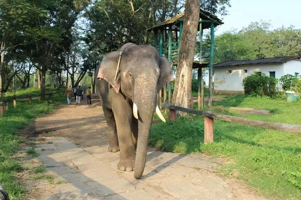 மக்னா யானை 