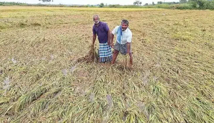 நெற்பயிர்கள் சேதம்