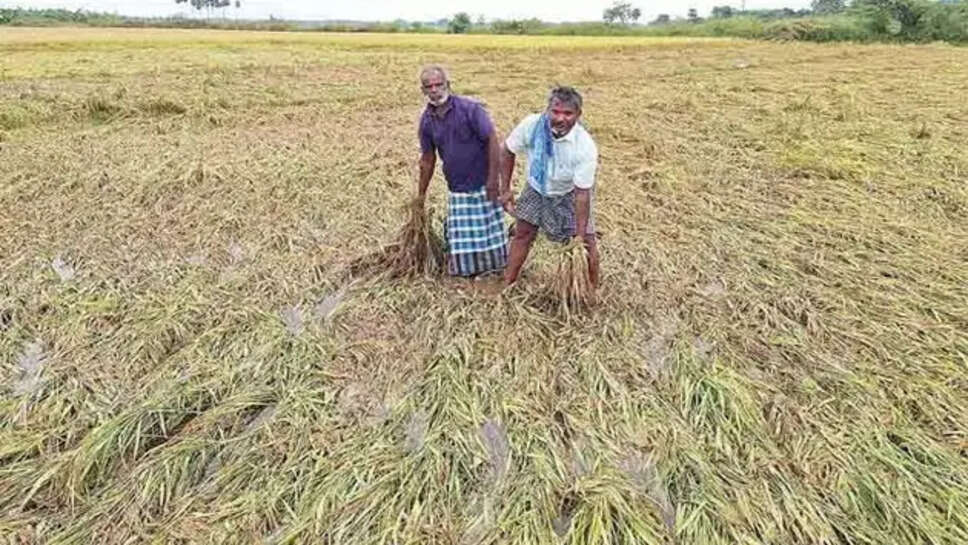 நெற்பயிர்கள் சேதம்