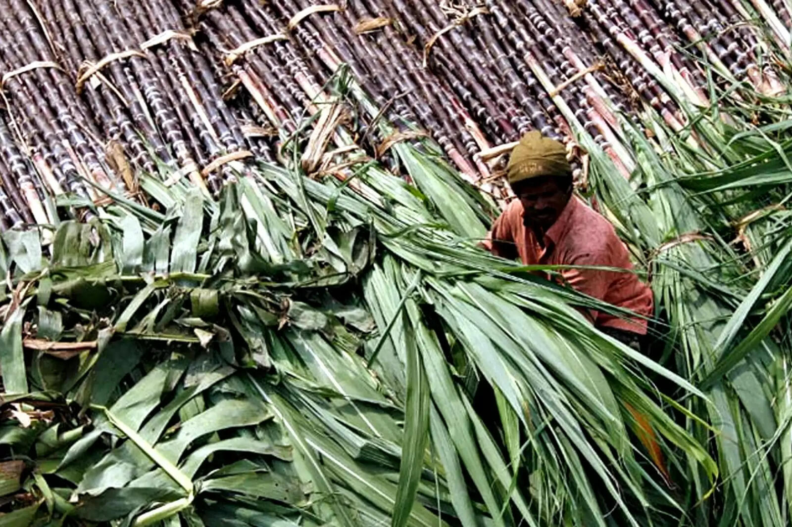 கரும்பு