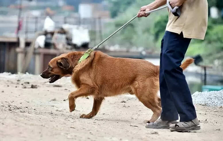 நாய் வாக்கிங் செல்லப்பிராணி