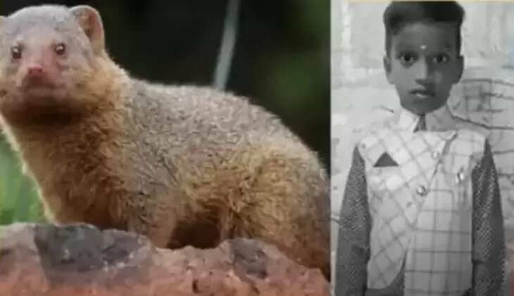 கீரிப்பிள்ளை