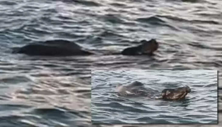 எருமை மாடு