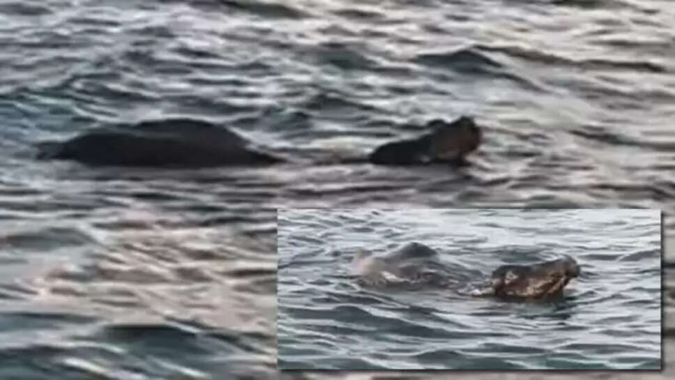 எருமை மாடு