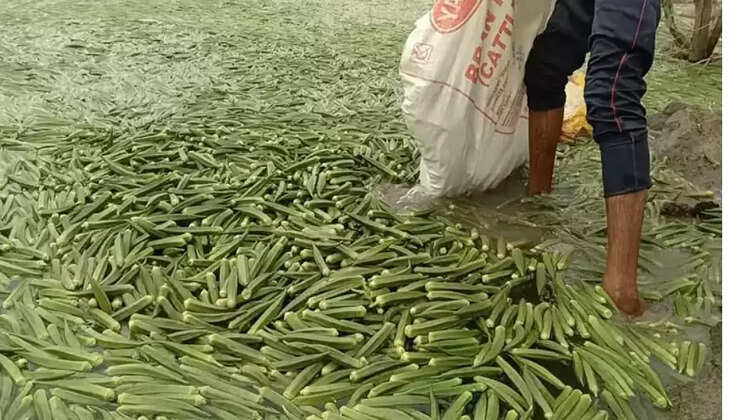 வெண்டைக்காய்