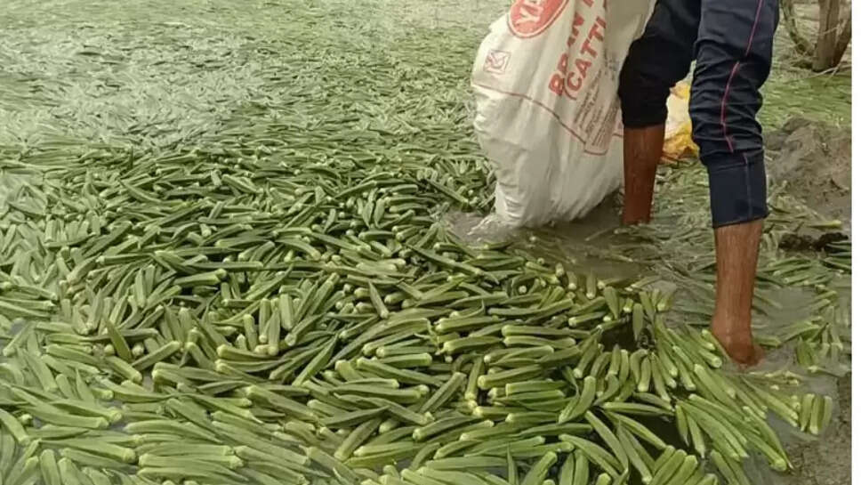 வெண்டைக்காய்