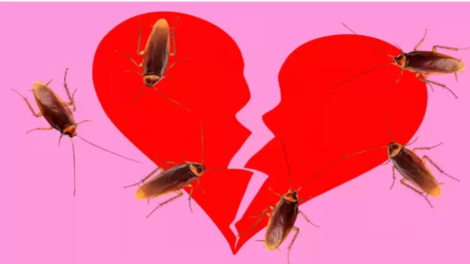 கரப்பான்பூச்சி காதல்