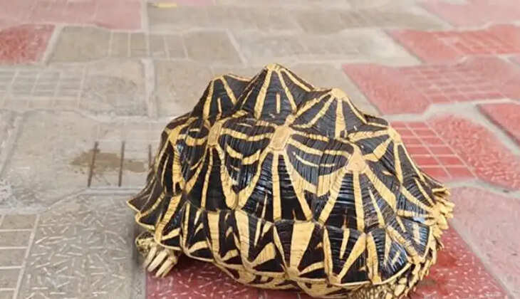 நட்சத்திர ஆமை