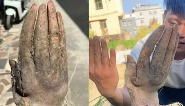 மனிதக் கை வடிவில் சேனைக்கிழங்கு