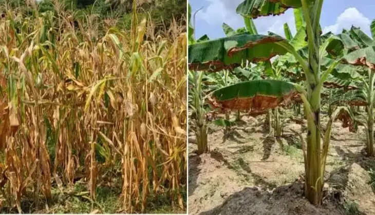 வெயில் கருகிய பயிர்கள் வாழை