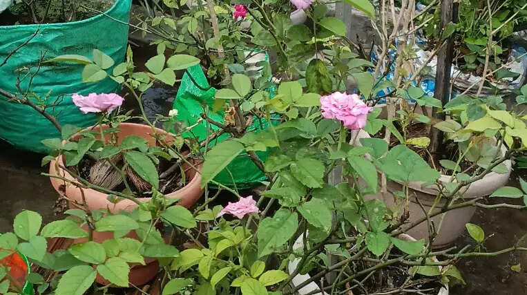 பூ தோட்டம் ரோஜா மாடித்தோட்டம்