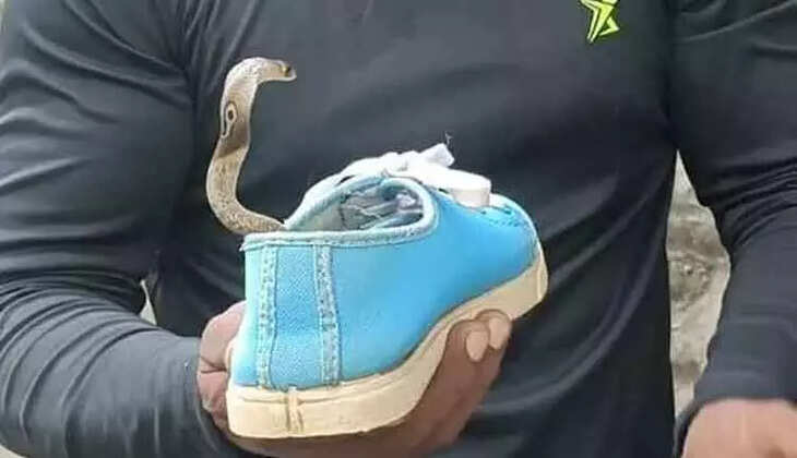 ஷூவுக்குள் நல்ல பாம்பு