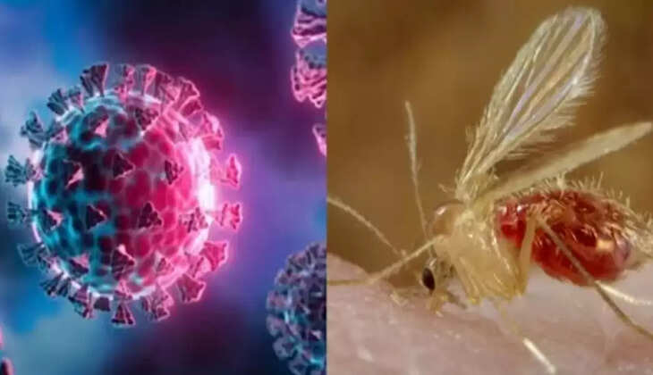 சாண்டிபுரா வைரஸ்