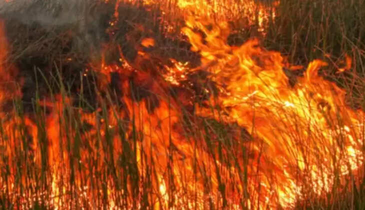 காட்டுத்தீ