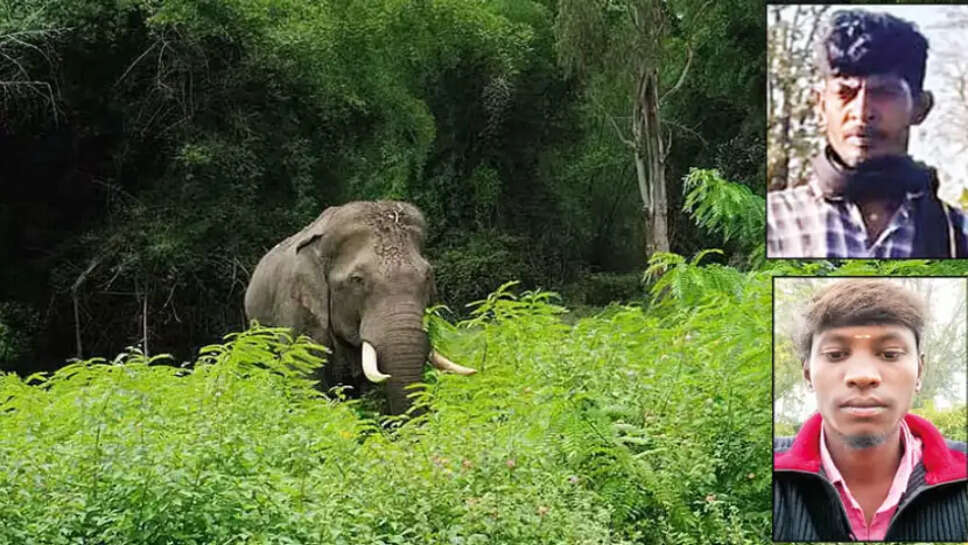 elephant