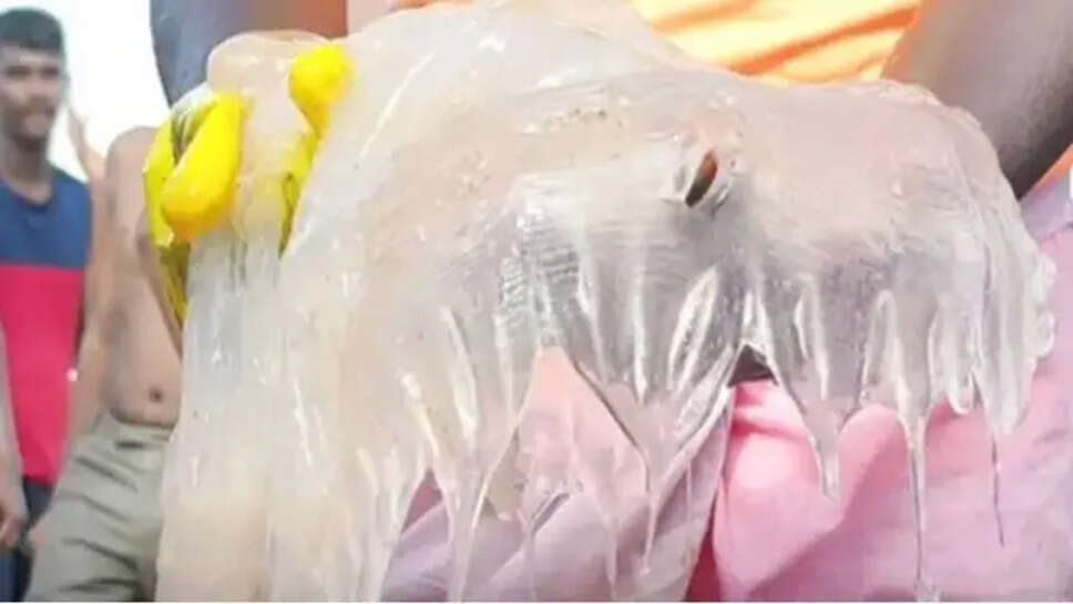 திருச்செந்தூர் ஜெல்லி மீன்கள் 