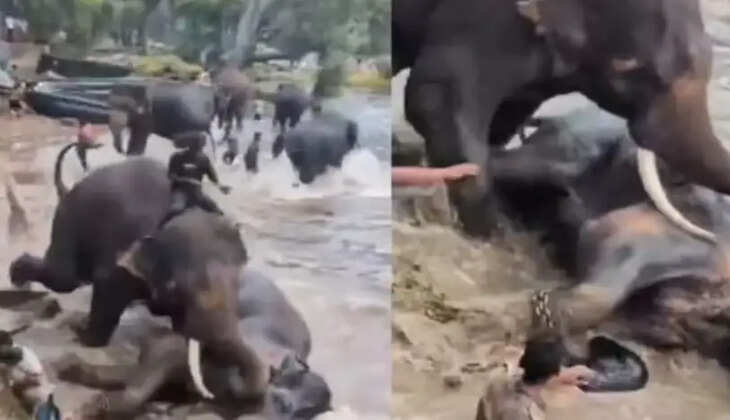 யானை