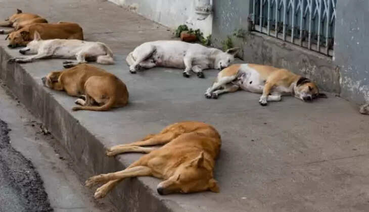 நாய்கள்