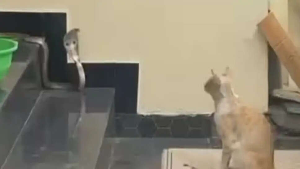 பூனை - பாம்பு