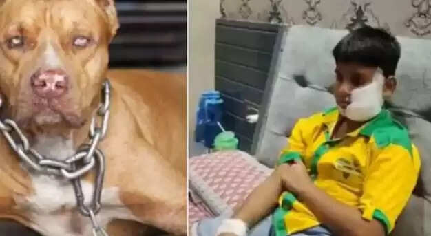 வெறிநாய்