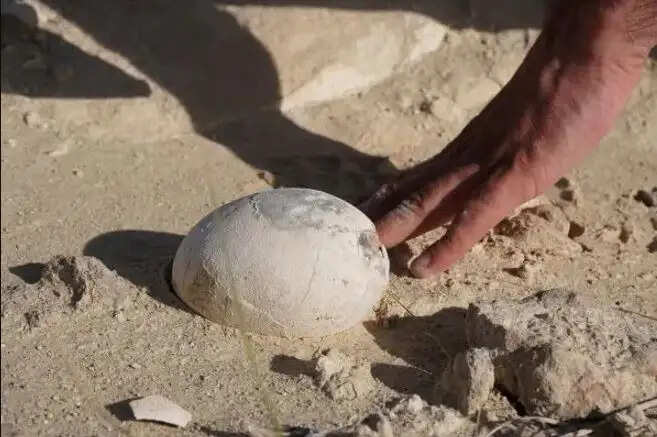 டைனோசர் முட்டை