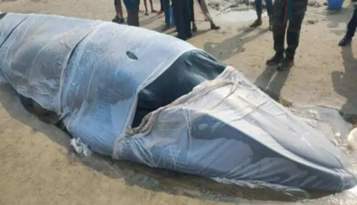 திமிங்கலம்