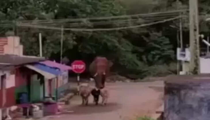 காட்டுயானை