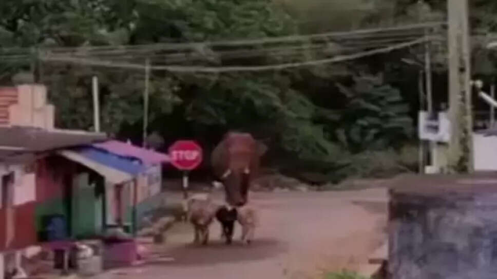 காட்டுயானை