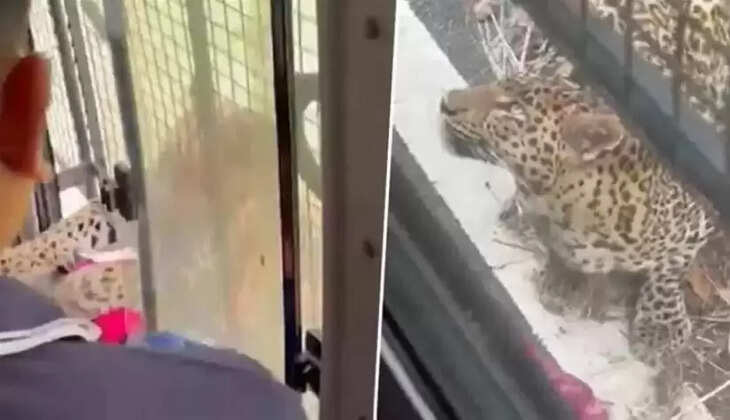 சிறுத்தை