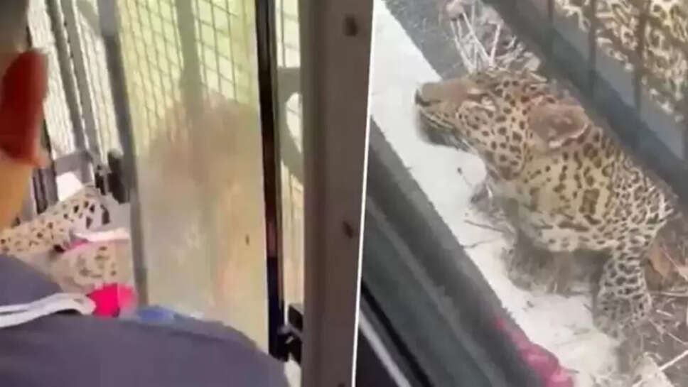 சிறுத்தை